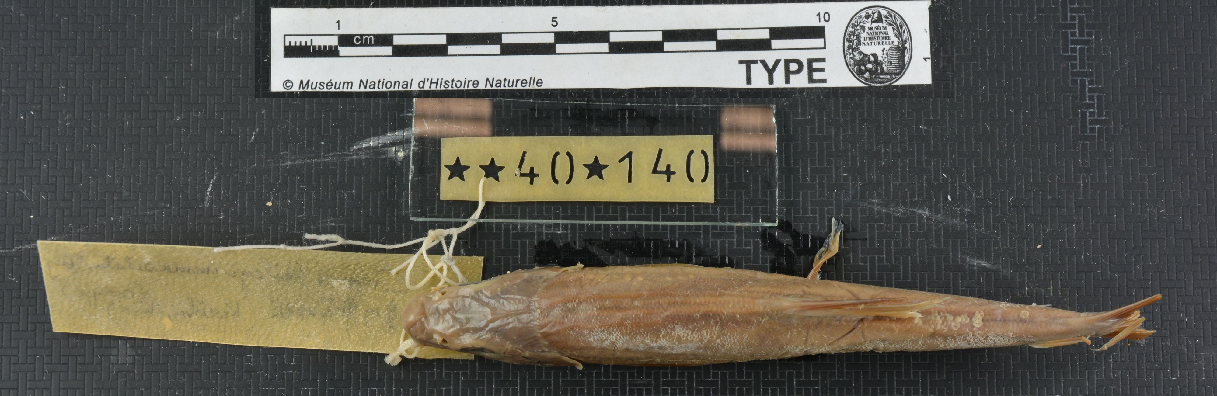 Schizothorax waltoni Regan, 1905